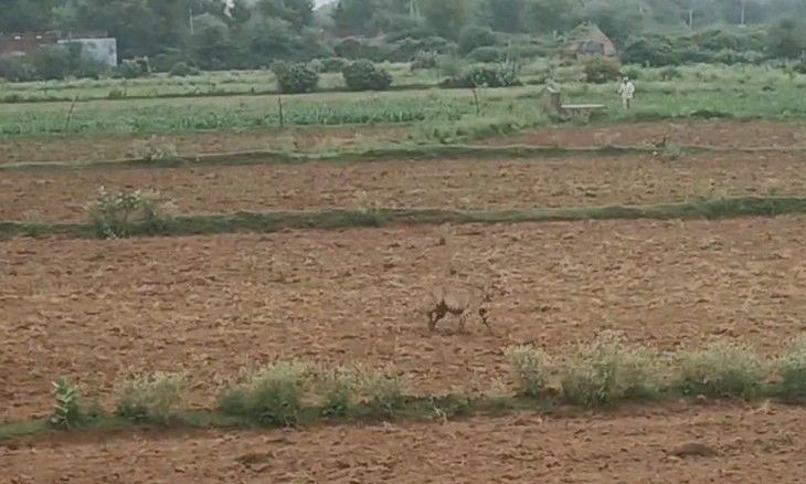 कूनो क्षेत्र में राहत: मादा चीता वीरा ने नहर पार कर की जंगल में वापसी