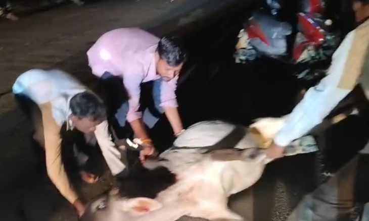 लहार में अनियंत्रित एम्बुलेंस का कहर: दो मवेशियों की मौत और दो बाइक सवार गंभीर