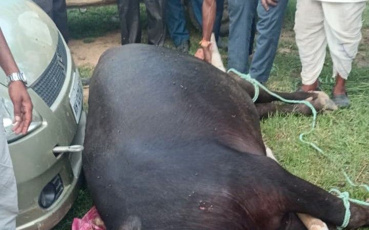 मुरैना में मटकी फोड़ प्रतियोगिता के दौरान हुई हर्ष फायरिंग, गोली लगने से किसान की भैंस की मौत