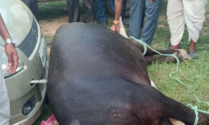 मुरैना में मटकी फोड़ प्रतियोगिता के दौरान हुई हर्ष फायरिंग, गोली लगने से किसान की भैंस की मौत