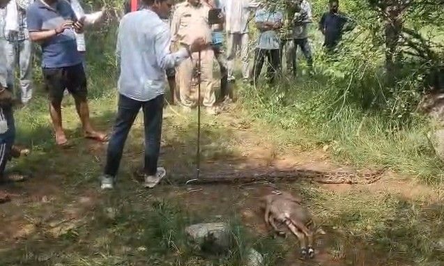 शिवपुरी के पनिहारा गांव में मिला 10 फीट लंबा अजगर, वन विभाग और सर्पमित्रों ने किया सफल रेस्क्यू