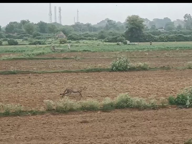 कूनो नेशनल पार्क का चीता पांचवें दिन भी रिहायशी इलाकों में डटा, किसानों में दहशत और रेस्क्यू की मांग तेज