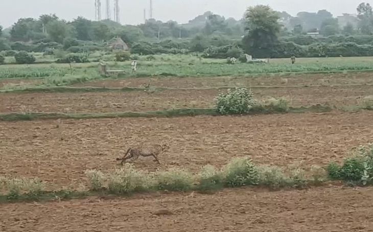 कूनो नेशनल पार्क का चीता पांचवें दिन भी रिहायशी इलाकों में डटा, किसानों में दहशत और रेस्क्यू की मांग तेज