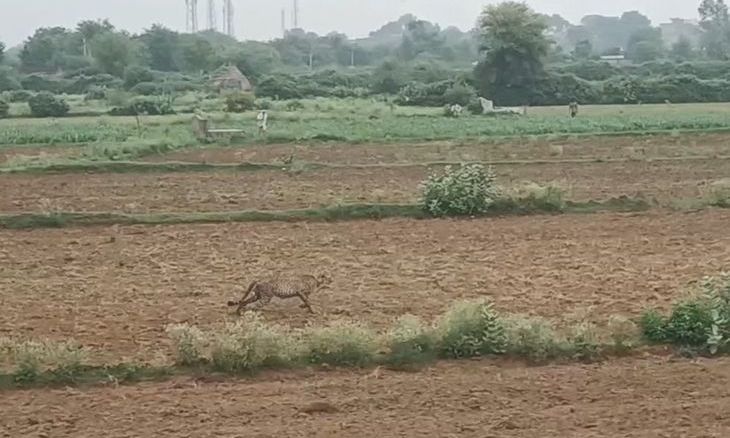 कूनो नेशनल पार्क का चीता पांचवें दिन भी रिहायशी इलाकों में डटा, किसानों में दहशत और रेस्क्यू की मांग तेज