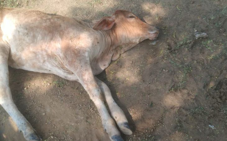 भिंड में लंपी वायरस का प्रकोप, गायों की मौत से पशुपालकों में बढ़ी चिंता