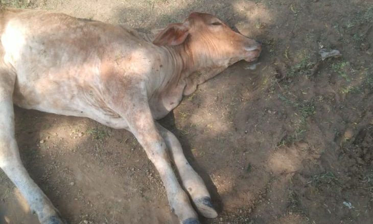 भिंड में लंपी वायरस का प्रकोप, गायों की मौत से पशुपालकों में बढ़ी चिंता