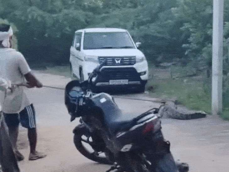 चंबल नदी से निकलकर गांव में पहुंचा मगरमच्छ, ग्रामीणों ने रस्सी से बांधकर किया काबू