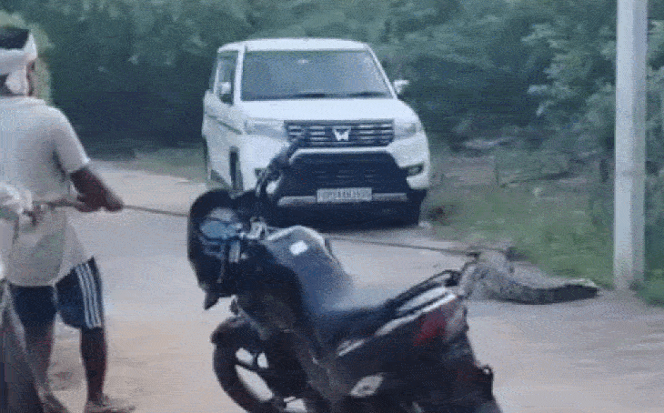 चंबल नदी से निकलकर गांव में पहुंचा मगरमच्छ, ग्रामीणों ने रस्सी से बांधकर किया काबू
