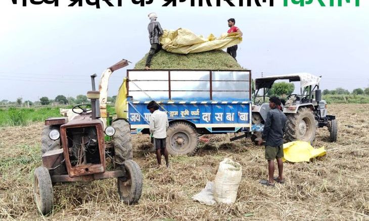 मुरैना के क्रिकेटर ने बदली खेती की तस्वीर: नेपियर घास से लाखों की कमाई, 5 बीघा से 100 बीघा तक फैला कारोबार