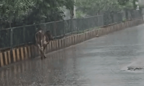 मुरैना में झमाझम बारिश से बदला मौसम का मिजाज, किसानों के चेहरों पर लौटी मुस्कान