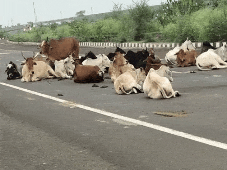 भिंड में बेसहारा गोवंश पर प्रशासन सख्त, लापरवाही मिलने पर 8 सरपंचों को थमाए गए कारण बताओ नोटिस