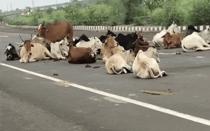 भिंड में बेसहारा गोवंश पर प्रशासन सख्त, लापरवाही मिलने पर 8 सरपंचों को थमाए गए कारण बताओ नोटिस
