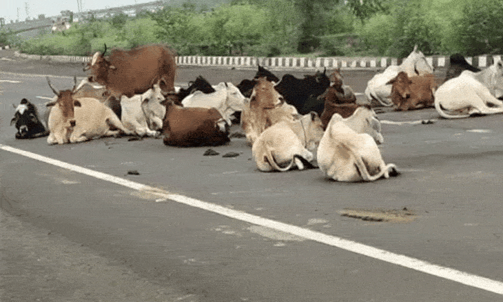 भिंड में बेसहारा गोवंश पर प्रशासन सख्त, लापरवाही मिलने पर 8 सरपंचों को थमाए गए कारण बताओ नोटिस