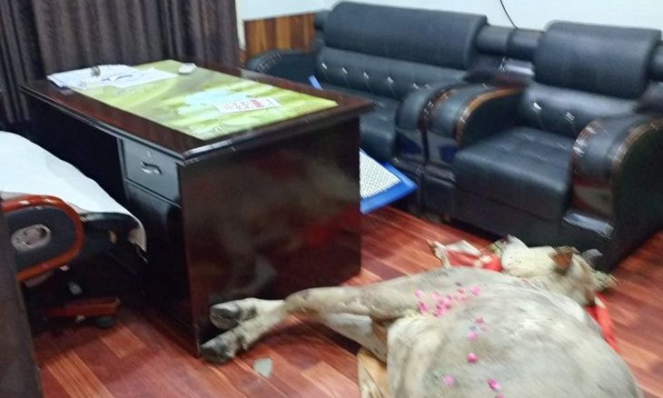 गोहद में इलाज के अभाव में गाय की मौत: युवाओं ने टमटम पर शव रखकर सीएमओ दफ्तर के बाहर किया प्रदर्शन