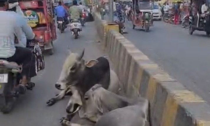 भिंड में आवारा मवेशियों का आतंक: एनएच-719 पर गाय को बचाने के चक्कर में बाइक फिसलने से पटवारी घायल