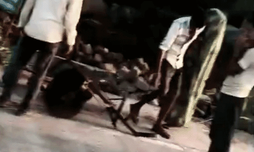 मुरैना की कन्हार वन चौकी पर हमला: जब्त लकड़ी और पहिए लूटे, सरकारी हथियार चुराने का भी प्रयास