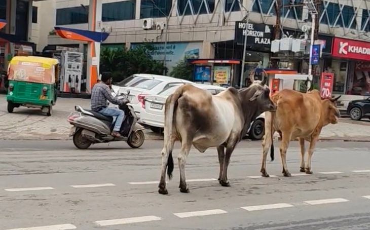 ग्वालियर में आवारा मवेशियों का आतंक: निगम पकड़ता है 30 पशु, पर सड़कों पर फिर लौट आते हैं झुंड