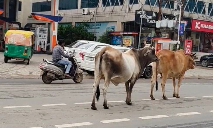 ग्वालियर में आवारा मवेशियों का आतंक: निगम पकड़ता है 30 पशु, पर सड़कों पर फिर लौट आते हैं झुंड