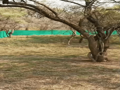 कूनो नेशनल पार्क में नामीबियाई चीता गौरव की इलाज के दौरान मौत, डिहाइड्रेशन और कमजोरी से था पीड़ित