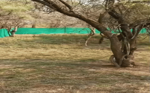 कूनो नेशनल पार्क में नामीबियाई चीता गौरव की इलाज के दौरान मौत, डिहाइड्रेशन और कमजोरी से था पीड़ित
