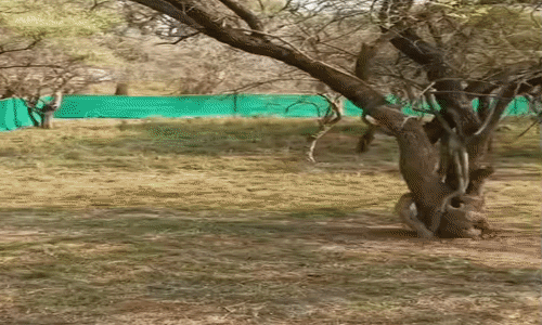 कूनो नेशनल पार्क में नामीबियाई चीता गौरव की इलाज के दौरान मौत, डिहाइड्रेशन और कमजोरी से था पीड़ित