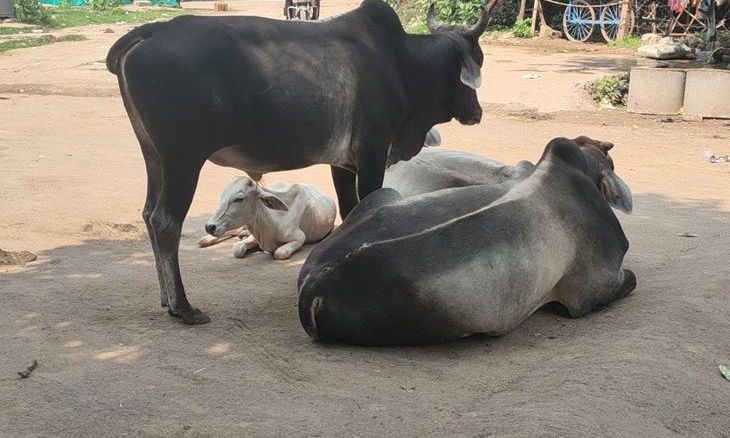 भिंड में लंपी वायरस का डरावना साया: हजारों गायें संक्रमण की चपेट में, घाव और खून रिसने से हालत गंभीर