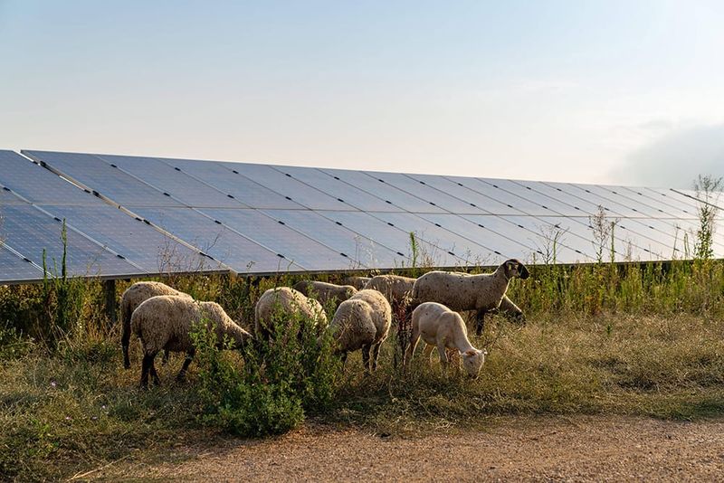 Kiamal Solar Farm