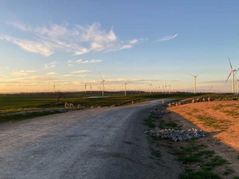 Collector Wind Farm