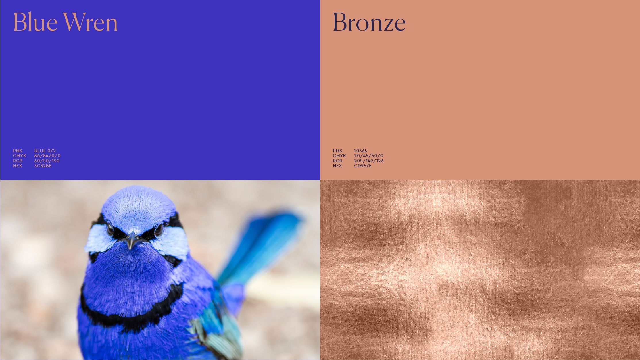 Blue Warren inspired colour palette