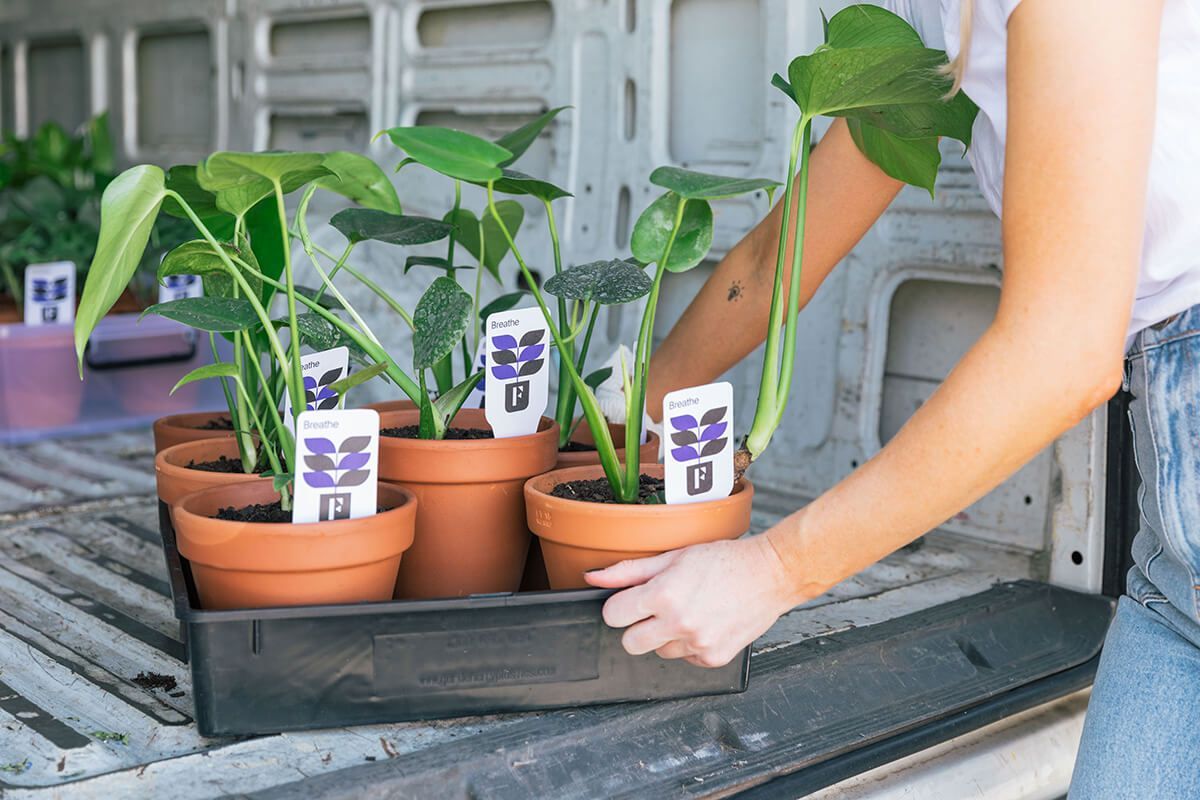 A set of plants in a crate with fuller branded plant tags