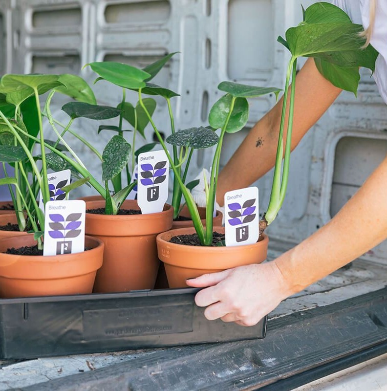 A set of plants in a crate with fuller branded plant tags