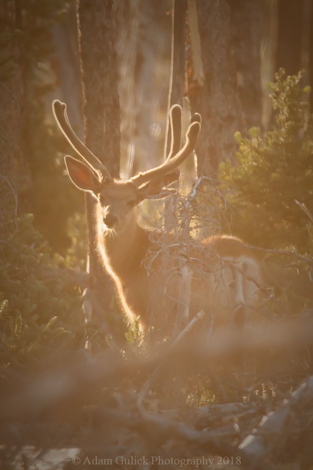 Velvet deer in the sunlight Stanley, ID | Stanley Chambers