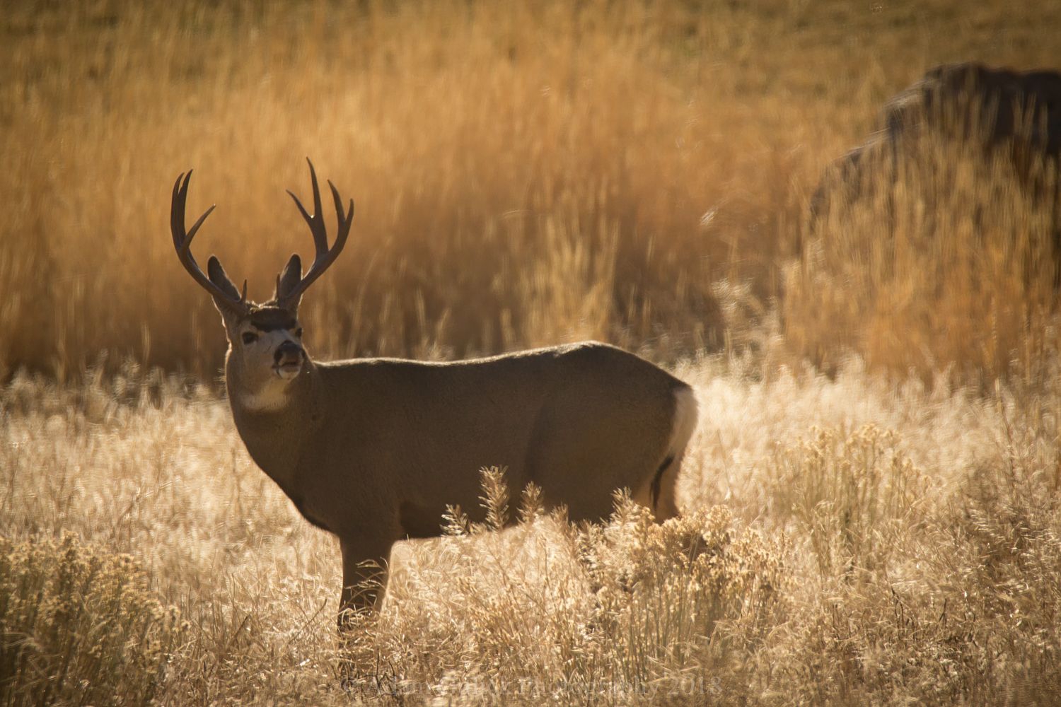 Deer in the brush Stanley, ID | Stanley Chambers