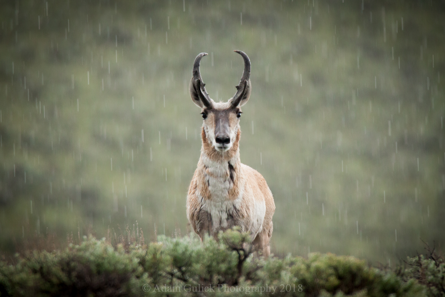 Wild Pronghorn in the rain in Stanley, Idaho