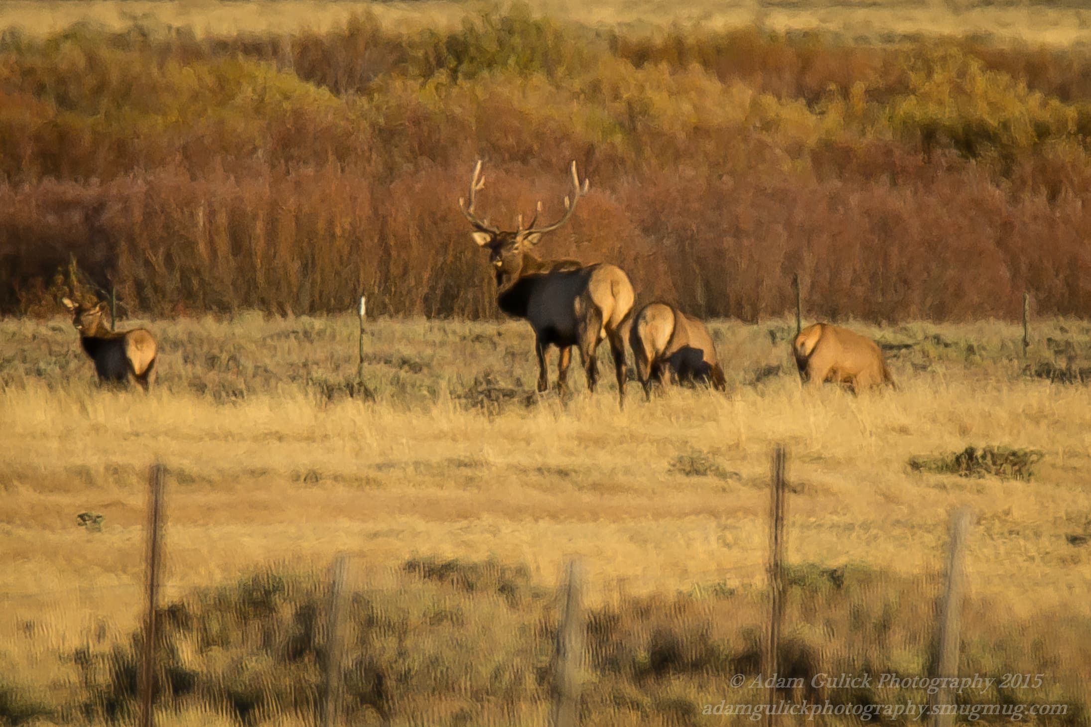 Bull elk in the field Stanley, ID | Stanley Chambers