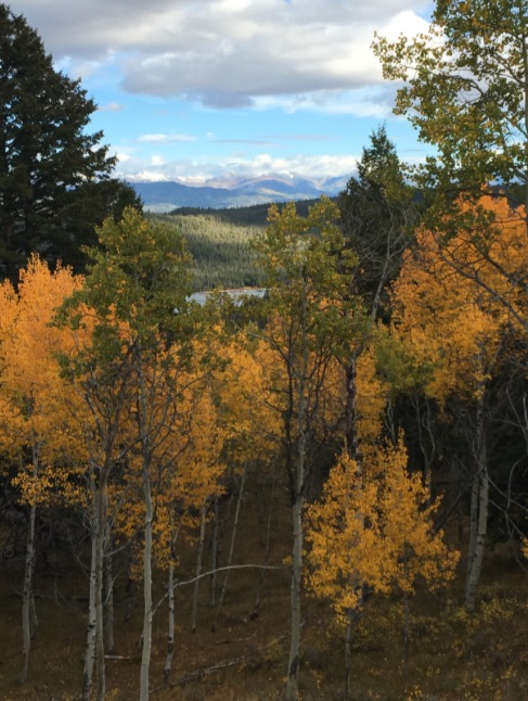 Yellow trees in the mountain forest | Stanley chamber