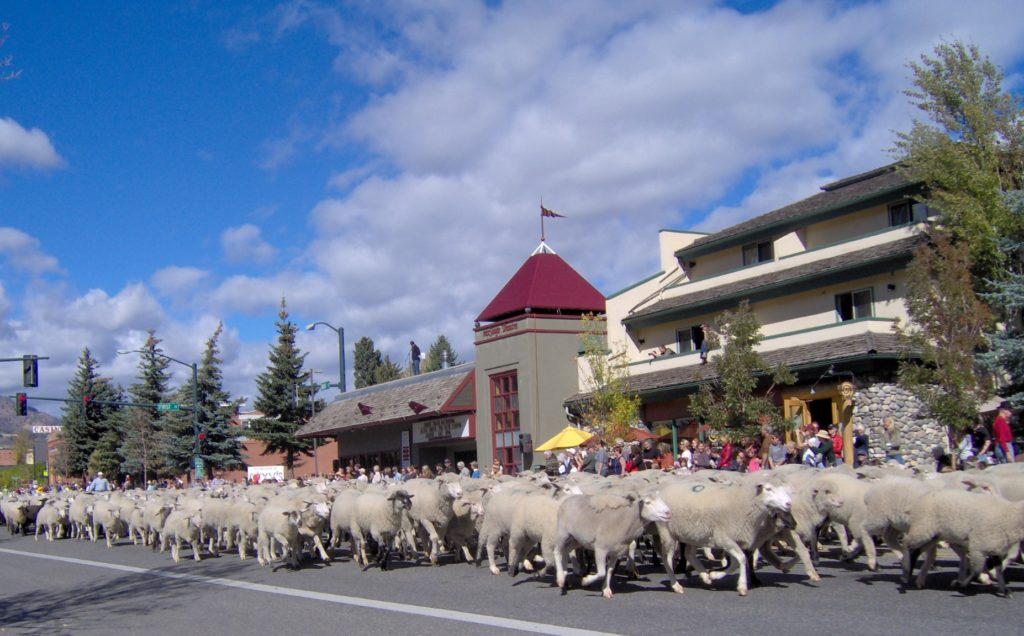Trailing of the Sheep - Ketchum, Idaho | Stanley chamber