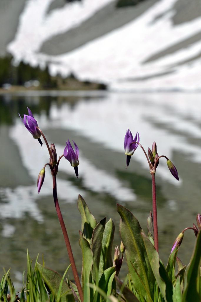 purple flowers near lake Stanley, ID | Stanley chamber