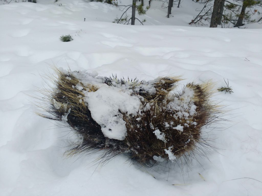 Dead Porcupine in Snow | Stanley Chamber