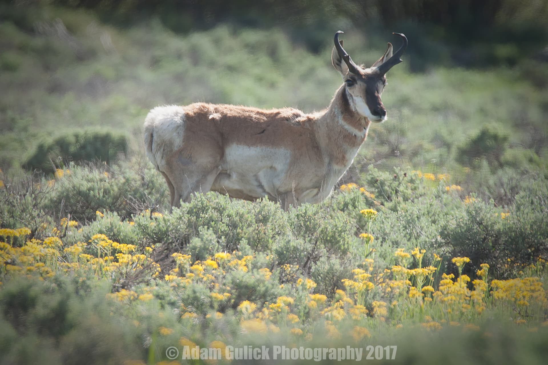 pronhorn in mountain meadow Stanley, ID | Stanley chamber