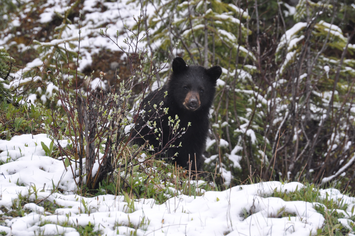 A bear cub in the springtime
