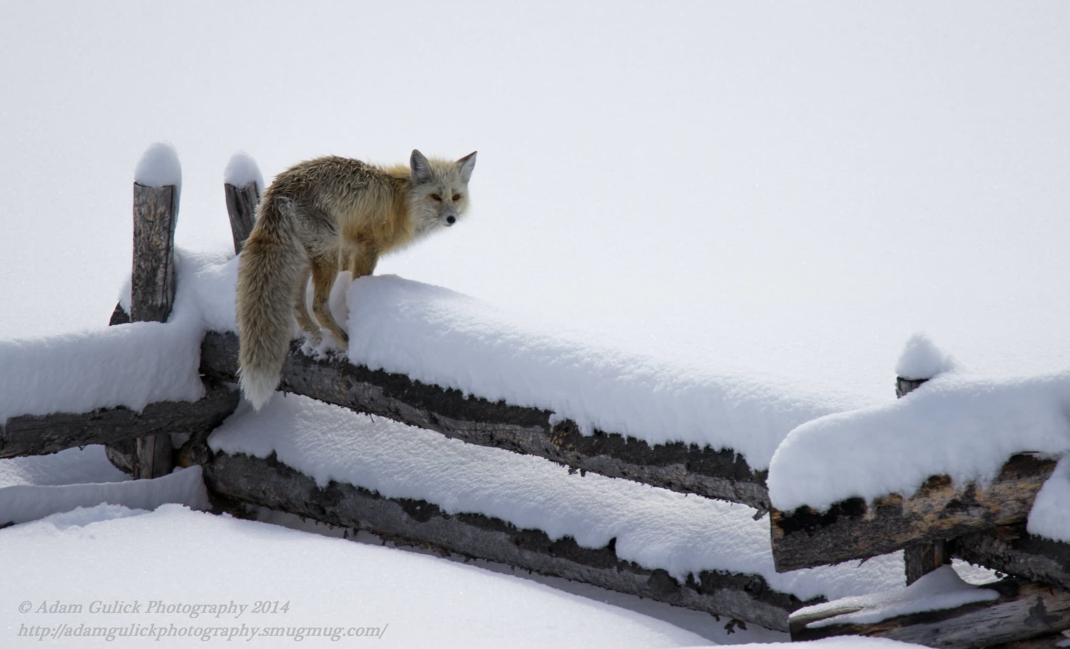Red Fox in the snow Stanley, ID | Stanley Chambers