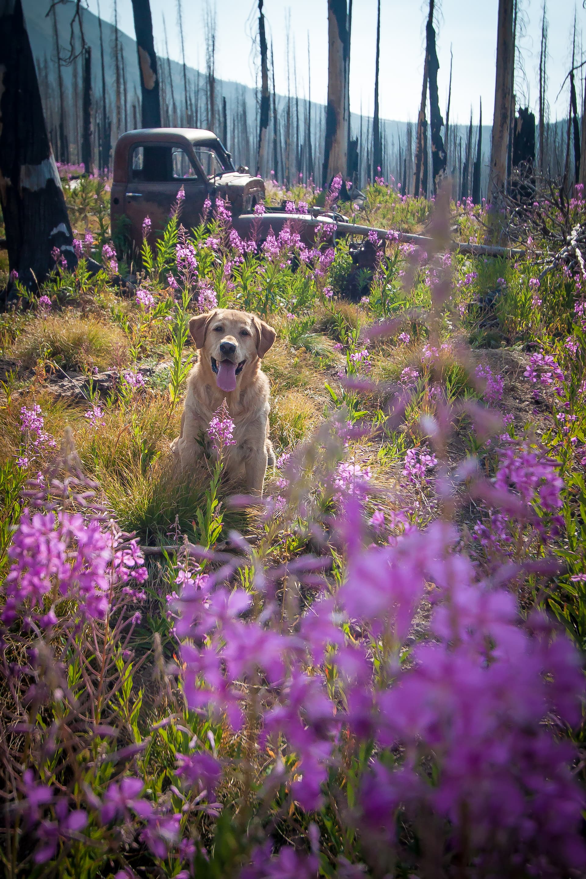 dog in fireweed flowers Stanley, ID | Stanley chamber