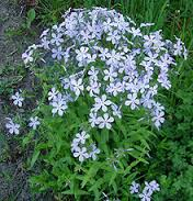 A picture of small purple flowers in the soil | Stanley Chamber