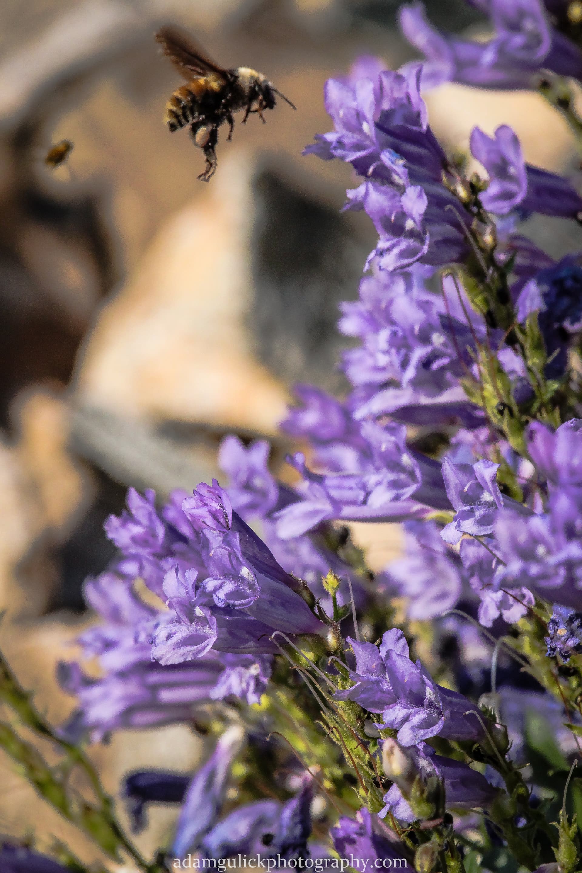 Idaho Bluebell flowers with bee Stanley, ID | Stanley chamber