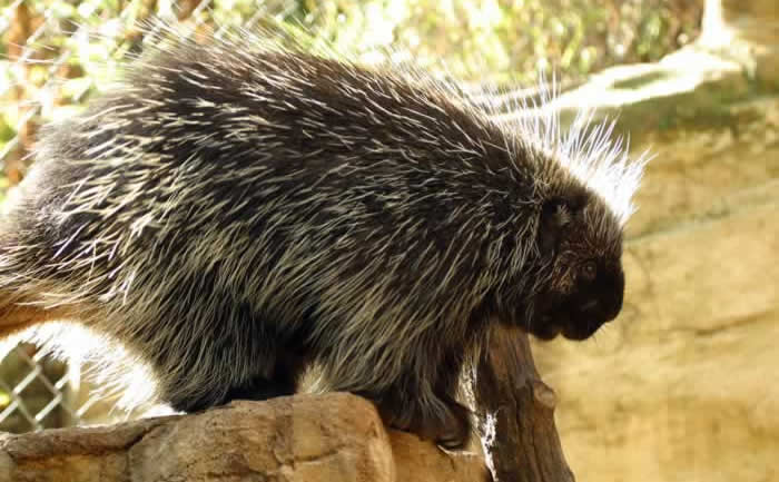 Porcupine in Zoo | Stanley Chamber