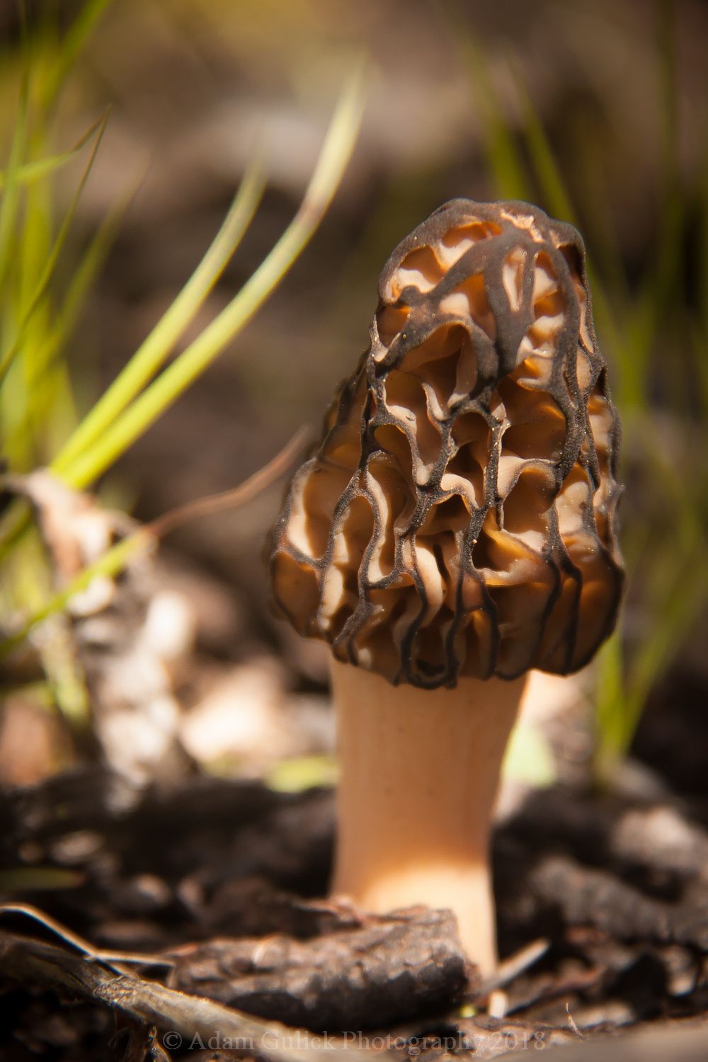 Morel mushrooms in Stanley, ID | Stanley Chambers