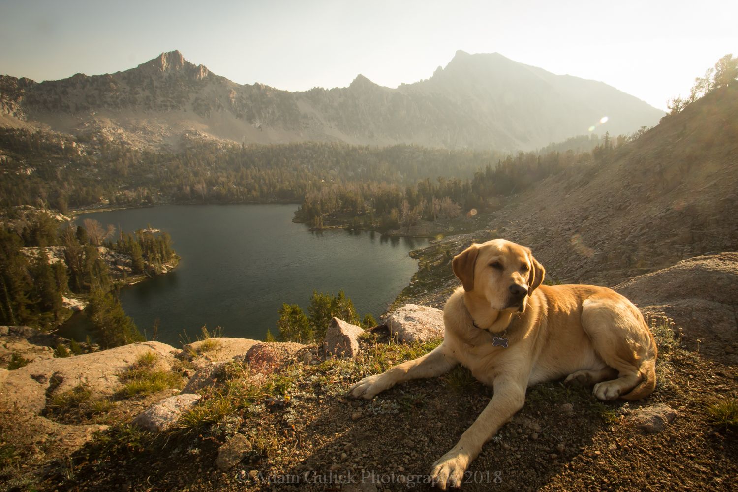 Dog on the Ridgeline of the mountains overlooking the water in Stanley, ID | Stanley Chambers