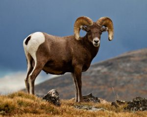 A picture of a bighorn sheep | Stanley Chamber
