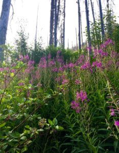 A picture of fireweed plants in a forest | Stanley Chamber